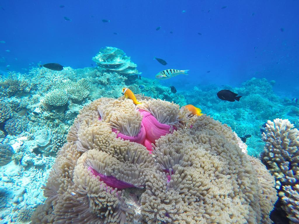 מלון מאפושי Lily Rest Maldives מראה חיצוני תמונה
